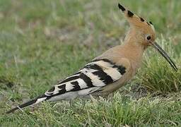 Eurasian Hoopoe