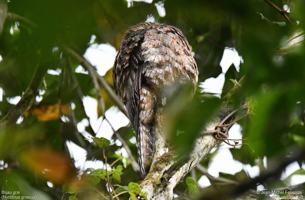 Common Potoo