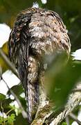 Common Potoo