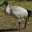 Ibis à cou noir