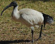 Ibis à cou noir