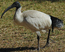 Australian White Ibis