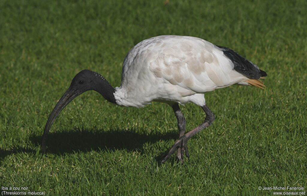 Ibis à cou noir