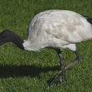 Ibis à cou noir