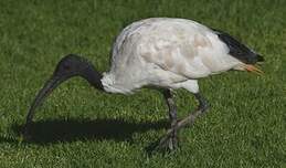 Ibis à cou noir