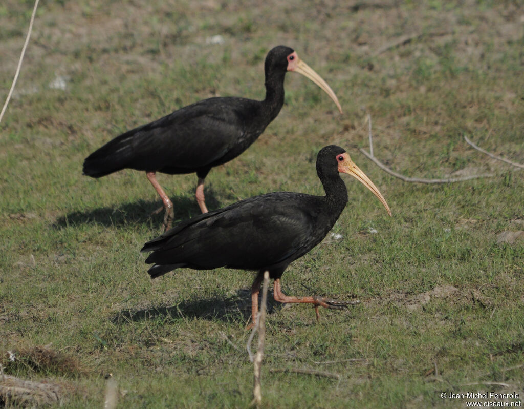 Ibis à face nueadulte