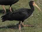 Ibis à face nue