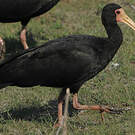 Ibis à face nue
