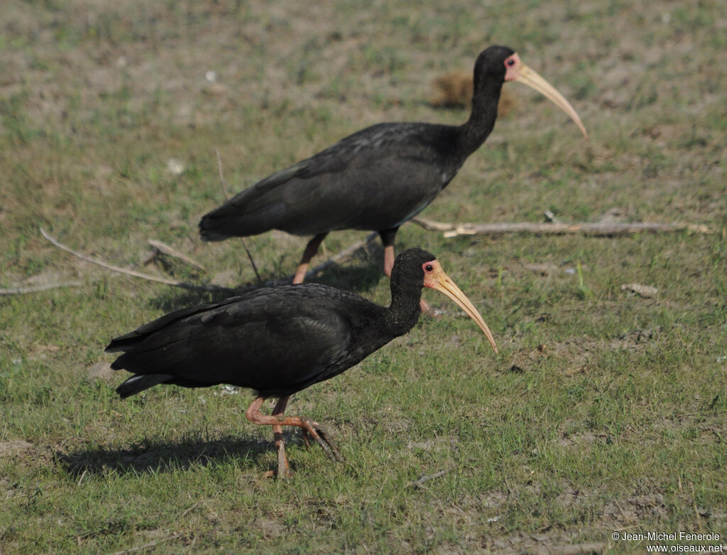 Ibis à face nue