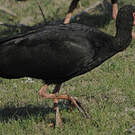 Ibis à face nue