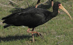 Ibis à face nue