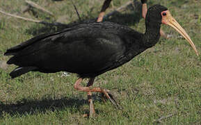 Bare-faced Ibis