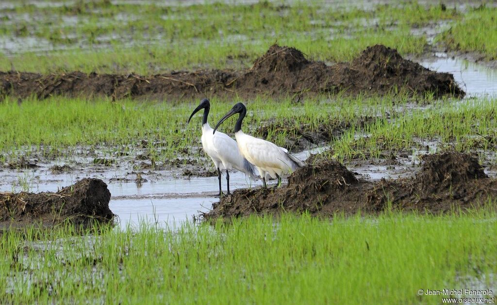 Ibis à tête noire