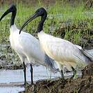 Ibis à tête noire