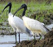 Black-headed Ibis