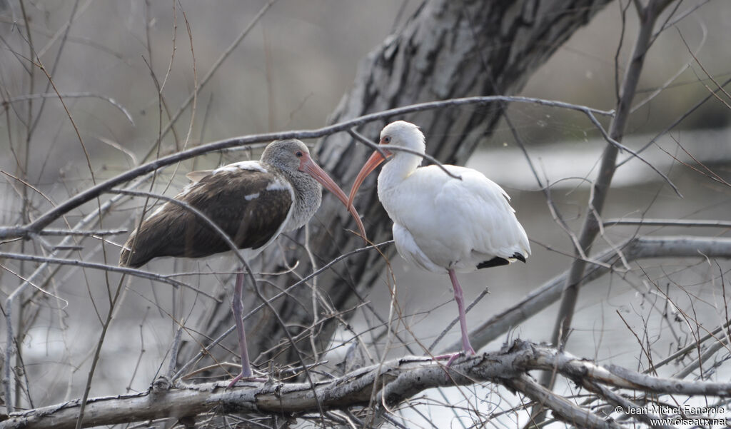 Ibis blanc