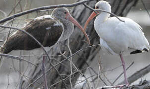 Ibis blanc