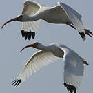 Ibis blanc