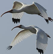 American White Ibis