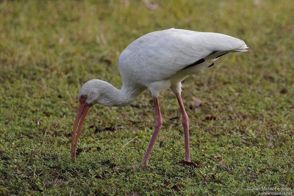 Ibis blanc