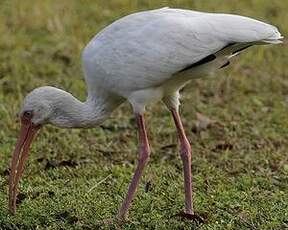 Ibis blanc