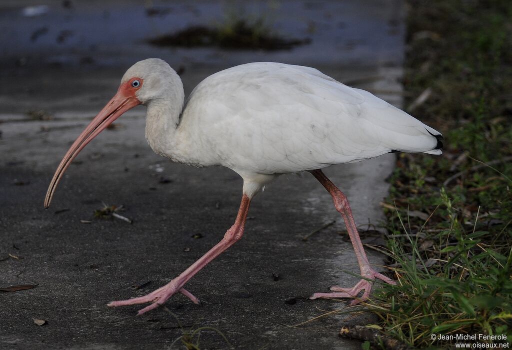 Ibis blanc