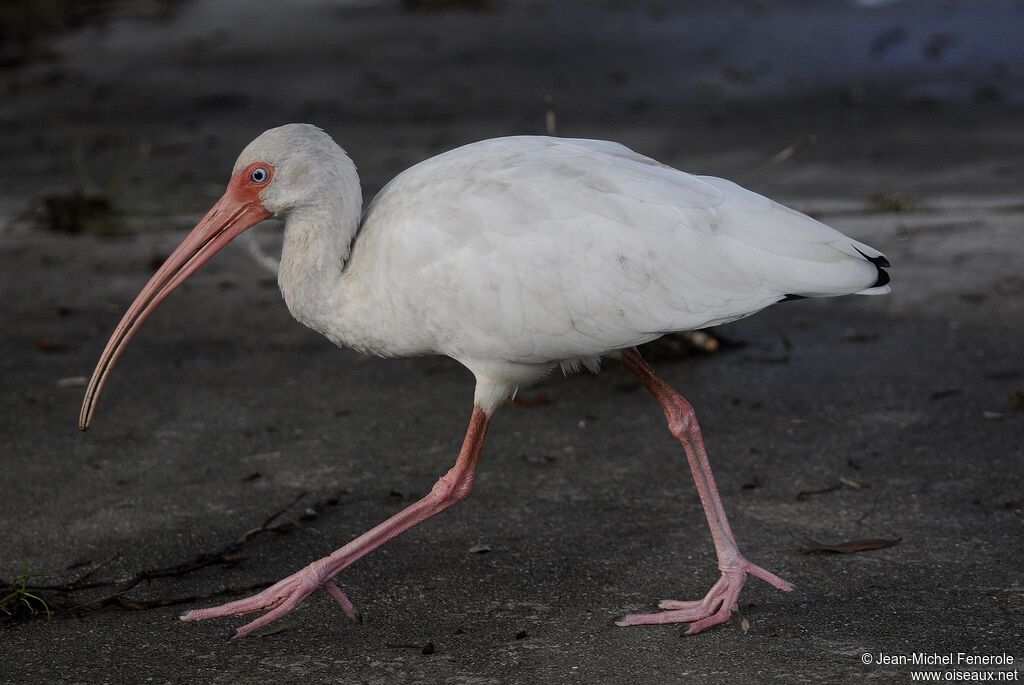 Ibis blanc