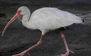 Ibis blanc