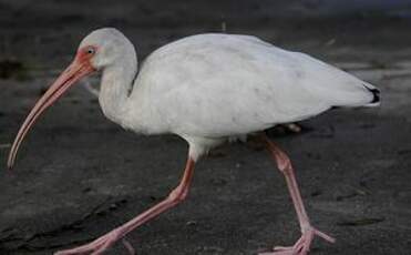 Ibis blanc