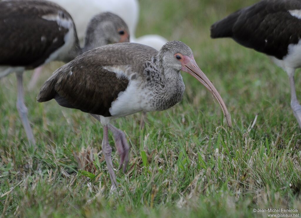 Ibis blanc