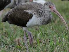 American White Ibis