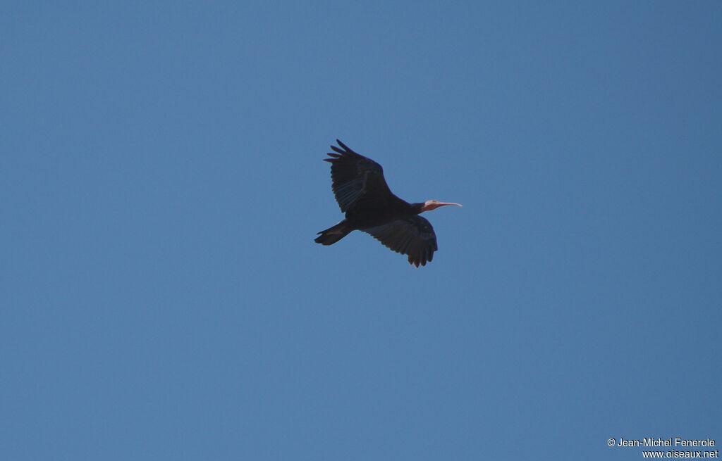 Northern Bald Ibisadult