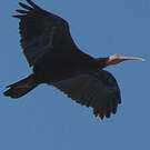 Ibis chauve