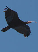 Northern Bald Ibis