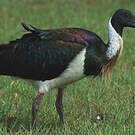 Ibis d'Australie