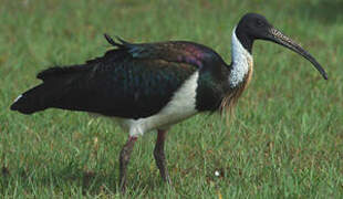 Straw-necked Ibis