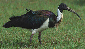 Ibis d'Australie