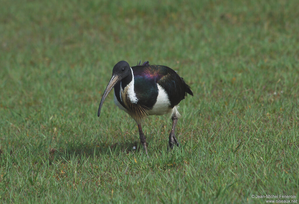 Ibis d'Australie