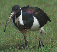 Straw-necked Ibis