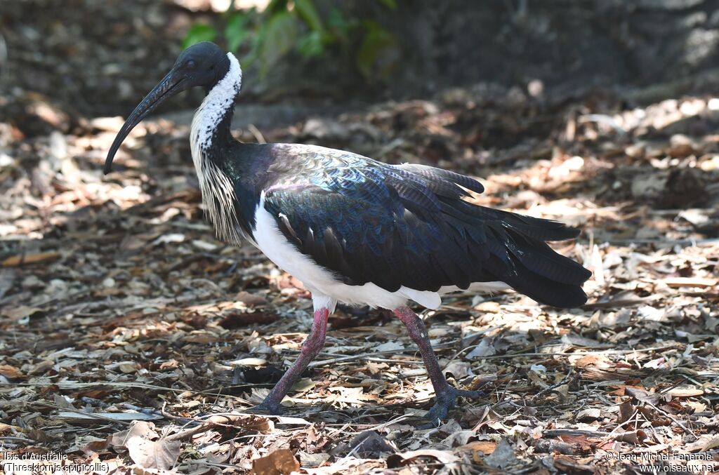 Straw-necked Ibis