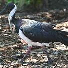Ibis d'Australie