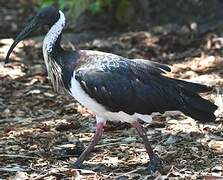 Straw-necked Ibis