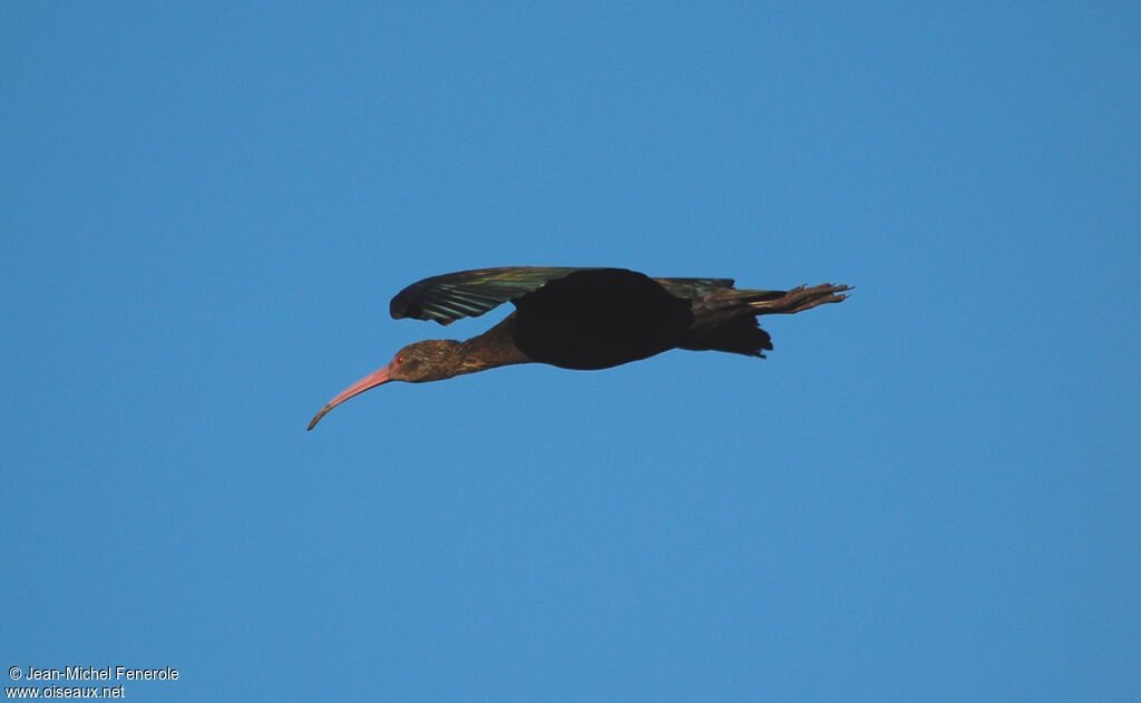 Puna Ibis