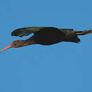 Ibis de Ridgway