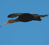 Ibis de Ridgway