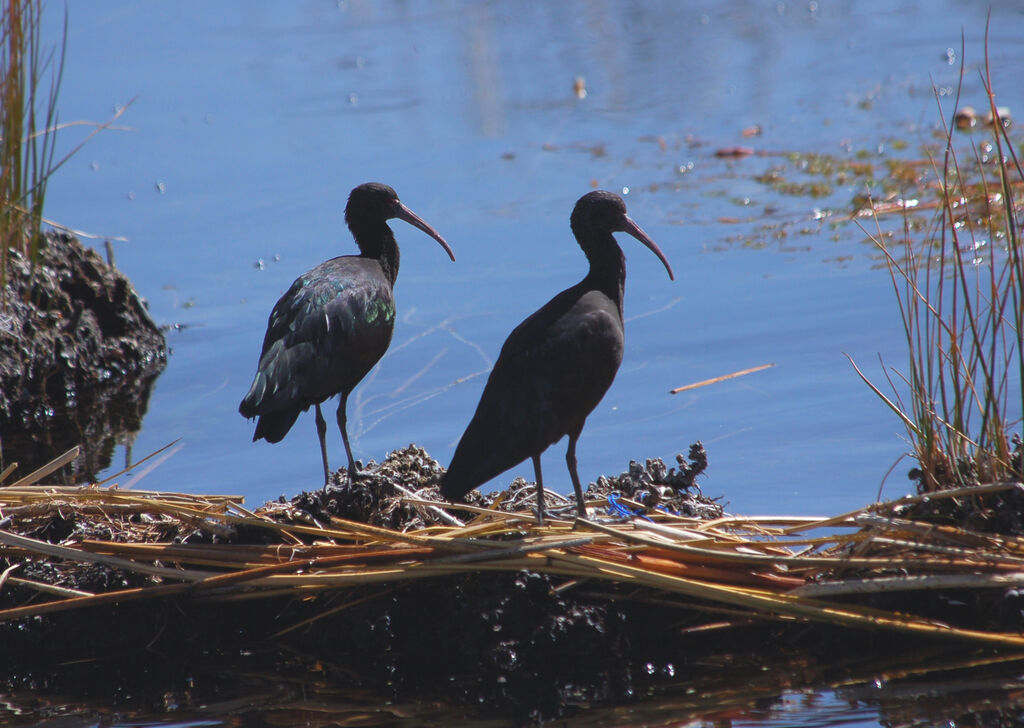 Puna Ibis