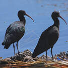 Ibis de Ridgway