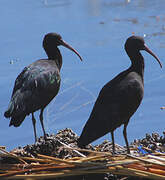 Puna Ibis