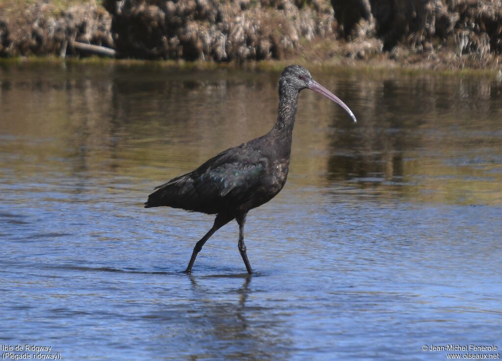 Puna Ibis