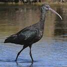 Ibis de Ridgway